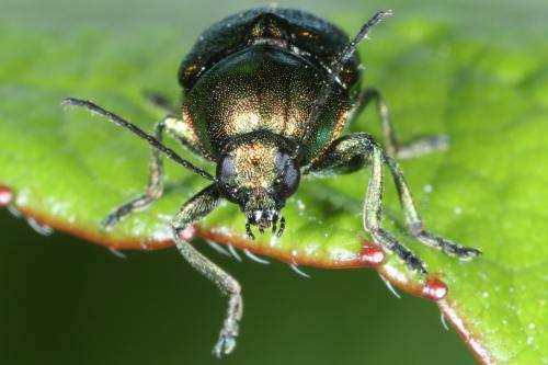Réf. 257 540 : Cryptocephalus aureolus
